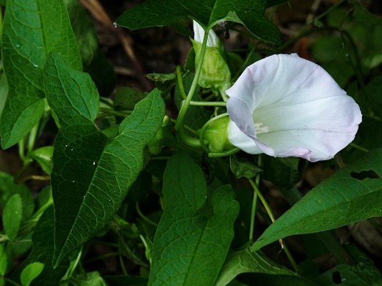 {Calystegia silvatica}